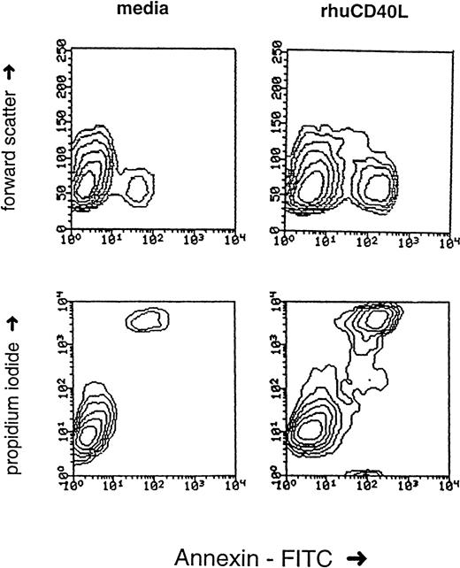Fig. 6. Effect of srhCD40L on apoptosis. MDA-231 cells were cultured with 6 μg srhCD40L as described in Materials and Methods. Annexin /PI staining was then performed to assess apoptosis/necrosis 24 hours after treatment. No interferon-γ was present in this assay.
