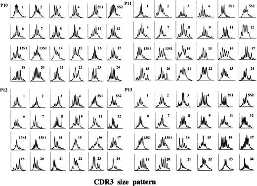 Fig. 3. CDR3 size distribution of TCR BV derived from BM T cells of AA patients who responded to ATG after treatment failure with CyA. TCR cDNA of patients no. 10-13 (P10-P13) was analyzed. Although several BV families exhibited skewed CDR3 patterns, the frequency of BV families displaying abnormal CDR3 size patterns was comparable to normal controls.