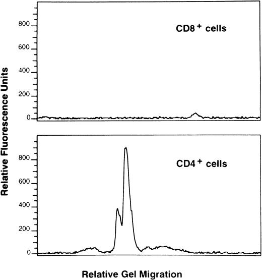 Fig. 6. Phenotype of BV15+ T-cell clone with CDR3 sequence of DLTSGP in patient no. 5. cDNA derived from CD4+ and CD8+ T cells of BM from patient no. 5 was amplified using a primer specific to BV15 coupled with a BC primer, and the amplified products were submitted to primer extension using the fluorescent clonotypic primer containing the DLTSGP motif. Amplified BV15 cDNA was analyzed for size with the gene scan program.