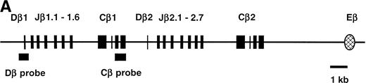 Fig. 1. Northern blot analysis of TCRβ germline transcription. (A) Map of the D-J-C region of the TCRβ locus showing the location of the Dβ1 probe used in Northern analysis, as well as the Cβ1 probe used to isolate cDNA clones depicted in Fig 2. (B) Northern blot using Dβ1 probe to detect germline TCRβ transcripts in total RNA from the p5424 and p4980 cell lines and from thymocytes from either Rag-2–deficient or normal mice as indicated. Lane loading was equivalent as determined by ethidium bromide staining. The position of the 28S and 18S ribosomal RNA bands are indicated by arrows.