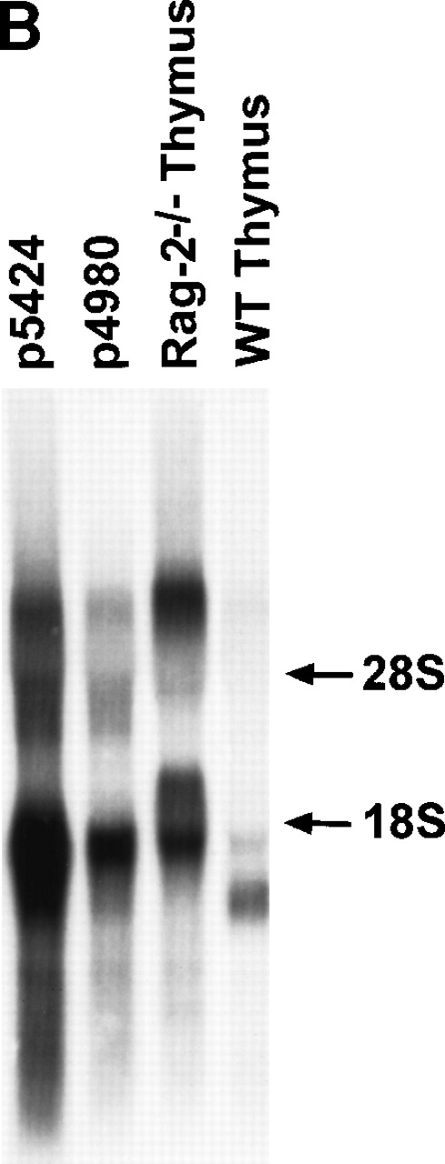 Fig. 1. Northern blot analysis of TCRβ germline transcription. (A) Map of the D-J-C region of the TCRβ locus showing the location of the Dβ1 probe used in Northern analysis, as well as the Cβ1 probe used to isolate cDNA clones depicted in Fig 2. (B) Northern blot using Dβ1 probe to detect germline TCRβ transcripts in total RNA from the p5424 and p4980 cell lines and from thymocytes from either Rag-2–deficient or normal mice as indicated. Lane loading was equivalent as determined by ethidium bromide staining. The position of the 28S and 18S ribosomal RNA bands are indicated by arrows.