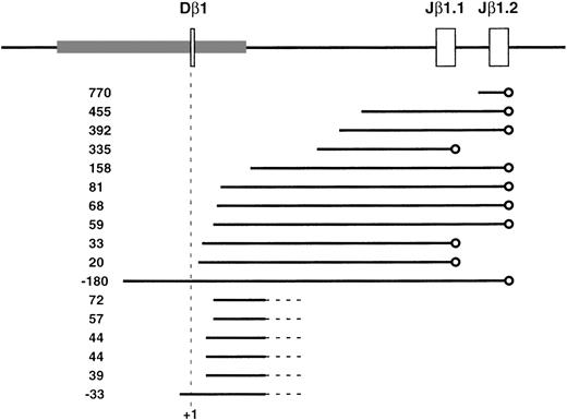 Fig. 2. Genomic sequence analysis and structure of cDNA clones representing Dβ1 germline transcripts. The genomic structure of the Dβ1 region is indicated at the top of the figure, with the area of sequence conservation (72% identity) between mouse and human indicated by the shaded box. cDNA clones representing germline TCRβ transcripts were obtained from a Rag-2−/− thymocyte library screened with a Cβ1 probe and analyzed by DNA sequencing. Individual clones are depicted by a solid horizontal line, with the position of the 5′ end relative to the first base of Dβ1 (+1) indicated on the left. Splice junctions are indicated by circles and unsequenced regions by dashed lines.