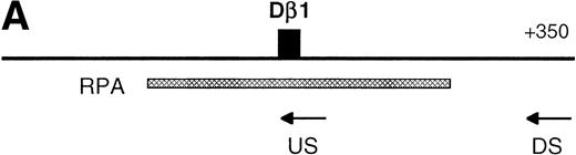 Fig. 3. Analysis of Dβ1 germline transcriptional start sites. (A) Location of upstream (US) or downstream (DS) primers used in the primer extension assay, as well as probe used for ribonuclease protection assay. (B) Primer extension analysis of RNA from either normal or Rag-2–deficient thymocytes or the p5424 pro-T cell line using US (left-hand gel) or DS (right-hand gel) primers. The positions of several of the major bands are indicated by arrows, with numbering relative to the first base in the Dβ1 element. (C) Ribonuclease protection assay for Dβ1 germline transcripts. A major transcriptional start site is indicated, which maps to approximately +32. The full-length protected fragment (FL) is 478 bases long and indicates the presence of transcripts initiating upstream of −202. The undigested probe is 578 bases long. Marker sizes are as indicated.