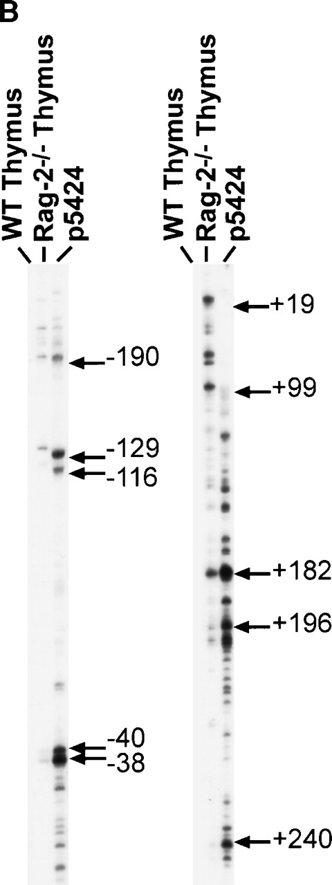 Fig. 3. Analysis of Dβ1 germline transcriptional start sites. (A) Location of upstream (US) or downstream (DS) primers used in the primer extension assay, as well as probe used for ribonuclease protection assay. (B) Primer extension analysis of RNA from either normal or Rag-2–deficient thymocytes or the p5424 pro-T cell line using US (left-hand gel) or DS (right-hand gel) primers. The positions of several of the major bands are indicated by arrows, with numbering relative to the first base in the Dβ1 element. (C) Ribonuclease protection assay for Dβ1 germline transcripts. A major transcriptional start site is indicated, which maps to approximately +32. The full-length protected fragment (FL) is 478 bases long and indicates the presence of transcripts initiating upstream of −202. The undigested probe is 578 bases long. Marker sizes are as indicated.