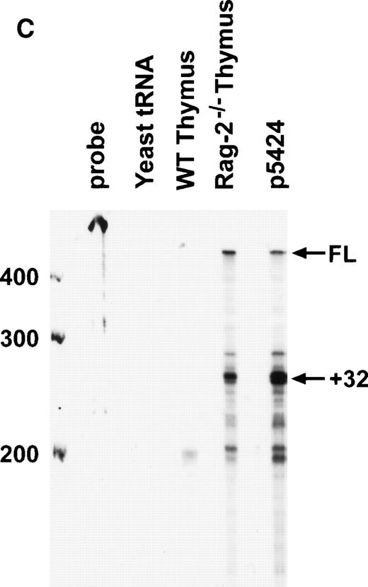 Fig. 3. Analysis of Dβ1 germline transcriptional start sites. (A) Location of upstream (US) or downstream (DS) primers used in the primer extension assay, as well as probe used for ribonuclease protection assay. (B) Primer extension analysis of RNA from either normal or Rag-2–deficient thymocytes or the p5424 pro-T cell line using US (left-hand gel) or DS (right-hand gel) primers. The positions of several of the major bands are indicated by arrows, with numbering relative to the first base in the Dβ1 element. (C) Ribonuclease protection assay for Dβ1 germline transcripts. A major transcriptional start site is indicated, which maps to approximately +32. The full-length protected fragment (FL) is 478 bases long and indicates the presence of transcripts initiating upstream of −202. The undigested probe is 578 bases long. Marker sizes are as indicated.