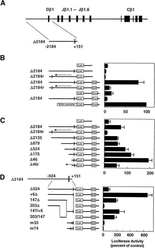 Fig. 4. Analysis of Dβ1 promoter activity in reporter gene constructs in p5424 pro-T cells. (A) Depiction of the D-J-Cβ1 region and the ▵2184 genomic fragment used in the reporter assay, which corresponds to −2184 to +151 relative to the first base of Dβ1. (B) Orientation-specific promoter activity of the ▵2184 fragment in the presence or absence of the Eβ or SV40 (Esv) enhancers. (C) Promoter activity of nested deletions from the 5′ end of the ▵2184 fragment in the presence of the Eβ enhancer. (D) Promoter activity in constructs containing 3′ deletions of the ▵524 genomic fragment, subfragments corresponding to −147 to +6 and −303 to −147, and site-directed mutations of putative Ikaros/Lyf-1 (m35) and GATA (m74) transcription factor sites. Constructs containing genomic fragments in the reverse orientation are indicated by a left-hand arrow. Luciferase activity measured 24 hours after transfection was corrected for transfection efficiency and expressed as a percentage of the pGL-3 control SV40 promoter/enhancer construct. The mean and standard error for four independent transfections are given.