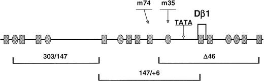 Fig. 5. Analysis of potential transcription factor binding sites within the functional Dβ1 promoter region. The sequence corresponding to −350 to +150 relative to Dβ1 was analyzed using the TFSEARCH program.39 The results were notable for a number of potential binding sites for Ikaros/Lyf-1 (shaded ovals) and GATA (shaded rectangles) transcription factors. Site-directed mutations of two of these sites (corresponding to m35 and m74 constructs in Fig 4) are indicated. In addition, a potential TATA motif is shown. The genomic fragments exhibiting promoter activity in the context of Eβ are indicated beneath.