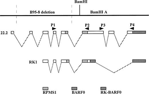 Fig. 1. Illustration of the relative positions of the RPMS1, BARF0, and RK-BARF0 ORFs within BART transcripts and the location of the PCR primers used to detect RPMS1- and BARF0-containing cDNAs. The sequence and coordinates of the primers are listed in Table 1. The 22.2 and RK1 cDNA clones have been previously reported.3940