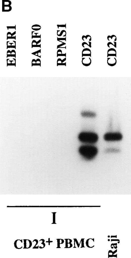 Fig. 4. Expression of BARTs in PBMC. RT-PCR was used to examine BART expression in (A) unfractionated PBMC and CD19+-selected PBMC. RPMS1 and BARF0 were detected in CD19+-selected PBMC isolated from an individual donor (I) and from pooled blood (P), as well as in unfractionated PBMC from an individual (I). EBV− BJAB cells served as the negative control. (B) CD23+ PBMC. RPMS1, BARF0, and EBER1 transcripts were not detected in CD23+ PBMC isolated from an individual (I). Detection of CD23 transcripts in the individual PBMC sample was used to illustrate the quality of the mRNA in this sample. Raji was used as a positive control for CD23 RT-PCR.