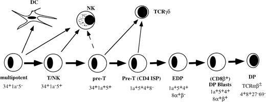 Fig. 1. Model of early stages of human T-cell development in the thymus before positive selection.