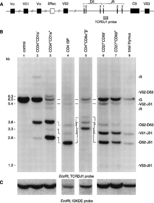 Fig. 2. Southern blot analysis of TCRδ and TCRγ gene rearrangements. The schematic diagrams of the germline configuration of the human TCRδ (A) and TCRγ (D) genes show the position of the TCRDJ1 and Jγ1.3 probes, respectively. Exons and pseudo genes are depicted as solid and open boxes, respectively. (B and E) Southern blot analysis of filters containing EcoRI-digested DNA of HeLa cells (lane 1), six human thymocyte subpopulations (lanes 2 to 7), and total human thymocytes (lane 8) hybridized with the TCRDJ1 and Jγ1.3 probes, respectively. Rearranged bands were assigned based on the size of the bands.2133 Rehybridization of the filters with the IGKDE probe was performed as a control for loading of the lanes (C and F). G and R indicate germline and as yet unidentified rearrangements, respectively. (a) Underdigestion of the DNA leads to two additional bands in the control DNA. (b) Band caused by plasmid contamination.