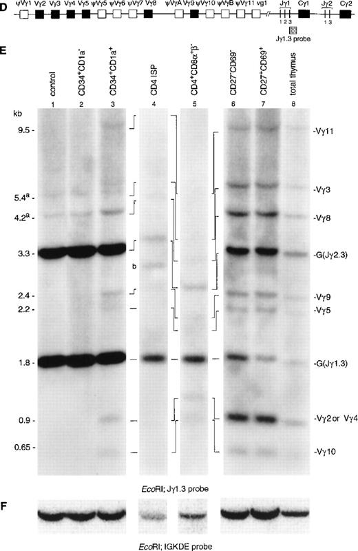 Fig. 2. Southern blot analysis of TCRδ and TCRγ gene rearrangements. The schematic diagrams of the germline configuration of the human TCRδ (A) and TCRγ (D) genes show the position of the TCRDJ1 and Jγ1.3 probes, respectively. Exons and pseudo genes are depicted as solid and open boxes, respectively. (B and E) Southern blot analysis of filters containing EcoRI-digested DNA of HeLa cells (lane 1), six human thymocyte subpopulations (lanes 2 to 7), and total human thymocytes (lane 8) hybridized with the TCRDJ1 and Jγ1.3 probes, respectively. Rearranged bands were assigned based on the size of the bands.2133 Rehybridization of the filters with the IGKDE probe was performed as a control for loading of the lanes (C and F). G and R indicate germline and as yet unidentified rearrangements, respectively. (a) Underdigestion of the DNA leads to two additional bands in the control DNA. (b) Band caused by plasmid contamination.