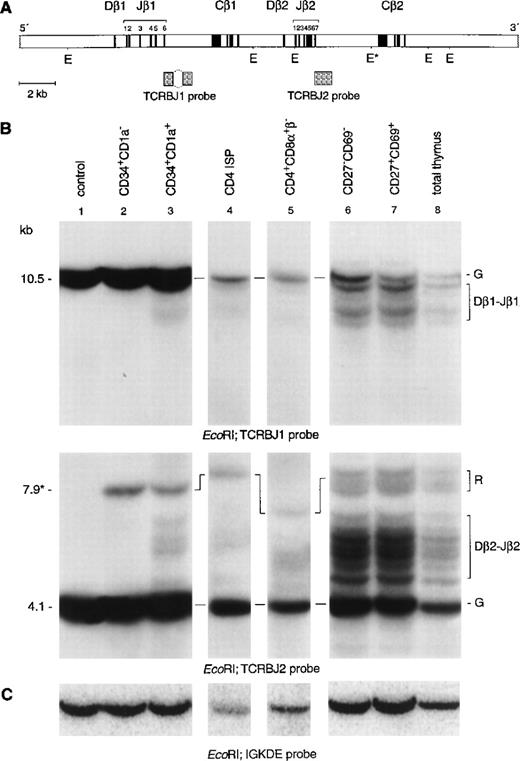 Fig. 3. Southern blot analysis of TCRβ gene rearrangements. (A) Schematic diagram of the germline configuration of the human TCRβ locus showing the position of the TCRBJ1 and TCRBJ2 probes. (B) Southern blot analysis of filters containing EcoRI–digested DNA of HeLa cells (lane 1), six human thymocyte subpopulations (lanes 2 to 7), and total human thymocytes (lane 8) hybridized with the TCRBJ1 (top panel) and TCRBJ2 (bottom panel) probes. Rearranged bands were assigned based on the size of the bands.21 (C) Rehybridization of the filters with the IGKDE probe was performed as a control for loading of the lanes. G and R indicate germline and as yet unidentified rearrangements, respectively. *Partial resistantEcoRI restriction site in the TCRCB2 region. Underdigestion of this restriction site results in a 7.9-kb germline band.