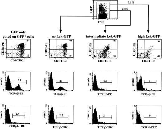 Fig. 6. Three-color flow cytometric analysis of IRES-GFP and p56lckF505-IRES-GFP–transduced CD34+thymocytes cultured in FTOC. CD34+ thymocytes were sorted, transduced with the retrovirus expressing either the control IRES-GFP or the p56lckF505-IRES-GFP construct, and cultured in FTOC for 3 weeks. Cell suspensions were stained with PE- and tricolor (TRC)-conjugated antibodies against different surface antigens. Flow cytometric analysis of the control was performed after gating on the GFP+ cells (GFP only). Analysis of the FTOC incubated with the p56lckF505 transduced cells was done following gating on untransduced cells (no Lck-GFP), p56lckF505-IRES-GFP+ cells (intermediate Lck-GFP), and p56lckF505-IRES-GFP++ cells (high Lck-GFP). Numbers in the dot plots and histograms represent percentages of cells. The input was 3 × 104 cells, and after 3 weeks FTOC we harvested 106 cells from the control IRES-GFP transduced and 5 × 105 cells from the p56lckF505-IRES-GFP–transduced FTOC. This is an expansion of 33-fold and 17-fold, respectively. The recoveries of transduced cells in absolute numbers were 95,000 IRES-GFP+ (9.5% GFP+) and 32,500 p56lckF505-IRES-GFP+ (6.3% GFP+), respectively.