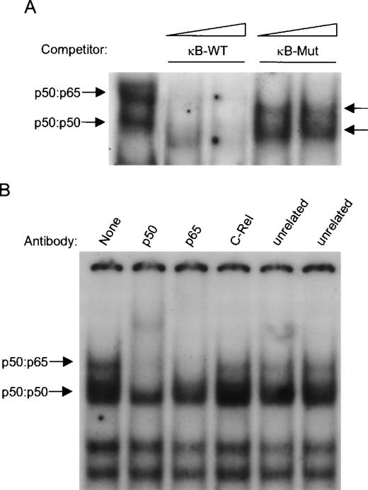 Fig. 3. Characterization of constitutive nuclear NF-κB complexes in ARP-1 cells. (A) For competitive EMSA, NEs prepared from untreated parental ARP-1 transfectants were incubated with either a 10- or 50-fold molar excess of unlabeled wild-type or mutated κB oligonucleotides and assayed for their ability to compete with radiolabeled wild-type κB probe in a standard EMSA. Arrows indicate two specific NF-κB complexes. (B) p50:p50 and p50:p65 dimers bind to the κB site. Supershift EMSA was performed using whole cell extracts prepared from parental ARP-1 transfectants. When marked, antibodies specific for p50, p65, c-Rel, and USF and E2F-1 (two control unrelated antibodies) were incubated in an EMSA reaction. The positions of p50:p50 and p50:p65 NF-κB complexes are indicated by arrows.