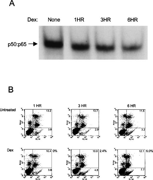 Fig. 4. Loss of NF-κB DNA binding precedes annexin V binding. (A) For NF-κB DNA binding, NEs prepared from parental ARP-1 transfectants treated with and without Dex (0.1 μmol/L) for the indicated times were examined by EMSA. (B) Parental ARP-1 cells treated as described above were double stained with annexin-V-FITC and propidium iodide and analyzed for annexin-V binding by flow cytometry. Numbers within dot plots represent percentages of cells in early apoptosis (annexin V+/PI−; lower right) and in late apoptosis and necrosis (annexin V+/PI+; upper left). Percentage of apoptotic cells (next to each lower dot plot) represents the fraction of cells undergoing apoptosis with Dex.