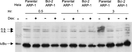 Fig. 6. Bcl-2 does not prevent upregulation of IκB protein by Dex. Parental and bcl-2 ARP-1 transfectants were treated with and without Dex (0.1 μmol/L) for different times. WCEs were prepared and assayed for IκB protein expression by Western blotting. WCE from HeLa cell line was used as a positive control for IκB protein expression. IκB and NS, a nonspecific cross-reacting protein, are indicated by arrows.