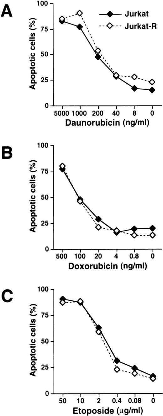 Fig. 2. Induction of apoptosis mediated by daunorubicin, doxorubicin, and etoposide is independent of CD95 receptor signaling. Jurkat (——, ⧫) or Jurkat-R cells (-----, ◊) were stimulated with (A) daunorubicin, (B) doxorubicin, and (C) etoposide at the indicated concentrations. Assessment of hypodiploid apoptotic nuclei was performed as described in Fig 1.