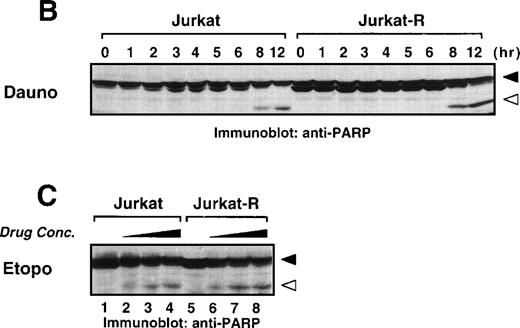 Fig. 4. Anticancer drugs mediate caspase-dependent apoptosis in the absence of CD95 signaling. (A) CD95-susceptible Jurkat or CD95-resistant Jurkat-R cells were pretreated with medium (▪ and ▧) or 100 μmol/L zVAD-fmk () for 1 hour, and subsequently stimulated with anti-CD95 (20 ng/mL), daunorubicin (Daun; 5 μg/mL), doxorubicin (Doxo; 1 μg/mL), etoposide (Etop; 25 μg/mL), or mitomycin C (Mito; 25 μg/mL). After 24 hours, induction of apoptosis was measured by propidium iodide staining of hypodiploid nuclei (upper panel) and cell death was determined by the uptake of propidium iodide in dead cells (lower panel). (B and C) stimulated were 1 × 106 Jurkat or Jurkat-R cells for the indicated time with (B) daunorubicin (5 μg/mL) or with (C) different concentrations of etoposide (25 μg/mL lanes 4,8; 12.5 μg/mL lanes 3,7; 6.25 μg/mL lanes 2,6 or diluent control lanes 1,5) for 6 hours. Cellular proteins were resolved on a 8% to 15% sodium dodecyl sulfate-polyacrylamide gel electrophoresis (SDS-PAGE) and caspase activity was detected by cleavage of the caspase-specific substrate PARP by using immunoblot analysis. Filled arrowheads (◂) indicate the uncleaved p116 and open arrowheads (◃) indicate the cleaved p89 form of PARP.