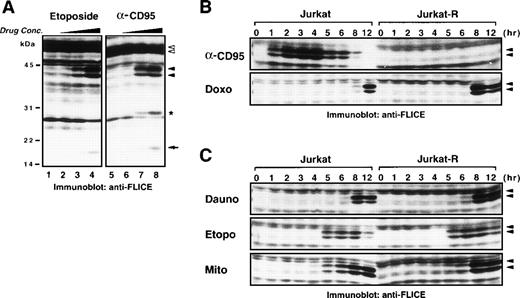 Fig. 5. Chemotherapeutic agents induce processing of caspase-8 in the absence of CD95 signaling. (A) Jurkat cells (1 × 106) were treated with different concentrations of either etoposide (50 μg/mL lane 4; 5 μg/mL lane 3; 0.5 μg/mL lane 2; diluent control lane 1) for 6 hours or anti-CD95 (1,000 ng/mL lane 8; 50 ng/mL lane 7; 2.5 ng/mL lane 6; diluent control lane 5) for 3 hours. Cellular proteins were separated by SDS-PAGE and processing of procaspase-8 was detected by immunoblotting with anti-caspase-8. Open arrowheads (◃) indicate the two different isoforms of procaspase-8 (caspase-8/a and caspase-8/b) that are cleaved into the intermediate forms p43 and p41 (◂) and finally processed to the active p18 subunit (←). Ig light chain of stimulatory anti-CD95 antibody is indicated with an asterisk. (B) Jurkat or Jurkat-R cells (1 × 106) were treated for the indicated time with anti-CD95 (1 μg/mL), doxorubicin (Doxo; 1 μg/mL), or (C) with daunorubicin (Dauno; 5 μg/mL), etoposide (Etopo; 20 μg/mL), or mitomycin C (Mito; 25 μg/mL). Cellular proteins were immunoblotted with anti-caspase-8 as described in (A). Only a section of the immunoblots indicating the cleaved intermediate forms (p43 and p41) of caspase-8a and caspase-8b is shown.