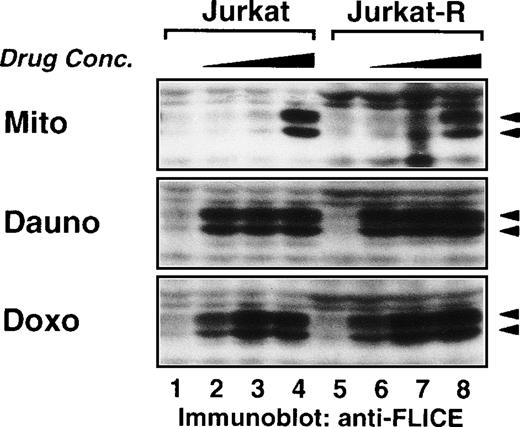 Fig. 6. Dose-dependent cleavage of caspase-8 by mitomycin C, daunorubicin, and doxorubicin. Jurkat and Jurkat-R cells (1 × 106) were stimulated with mitomycin C (25 μg/mL lanes 4,8; 12.5 μg/mL lanes 3,7; 6.25 μg/mL lanes 2,6; diluent control lanes 1,5; for 6 hours), daunorubicin (5 μg/mL lanes 4,8; 2.5 μg/mL lanes 3,7; 1.25 μg/mL lanes 2,6; diluent control lanes 1,5; for 10 hours) or doxorubicin (2 μg/mL lanes 4,8; 1 μg/mL lanes 3,7; 0.5 μg/mL lanes 2,6; diluent control lanes 1,5; for 10 hours). Whole cell lysates were immunoblotted with anti-caspase-8 as described in Fig 5A. Filled arrowheads (◂) indicate the cleaved intermediate forms of caspase-8a and caspase-8b.