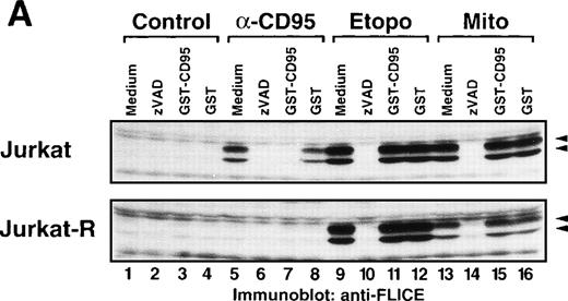 Fig. 7. Inhibition of CD95 signaling with GST-CD95 does not inhibit antitumor drug-mediated cleavage of caspase-8 and PARP. (A) Jurkat, Jurkat-R cells (1 × 106) or (B) CEM cells were pretreated with medium, zVAD-fmk (100 μmol/L), GST-CD95 (100 μg/mL), or GST (100 μg/mL) for 1 hour, and then stimulated with anti-CD95 (20 ng/mL; 3 hours), etoposide (Etopo; 25 μg/mL; 6 hours) and mitomycin C (Mito; 25 μg/mL; 6 hours) or medium (6 hours). Cellular proteins were immunoblotted with (A and B) anti-caspase-8 or (B) anti-PARP as described in Fig 5A. The immunoblots indicate the cleaved intermediate fragments (◂) of caspase-8a and caspase-8b. The anti-PARP immunoblot shows the uncleaved p116 and the cleaved p89 form of PARP (◂).