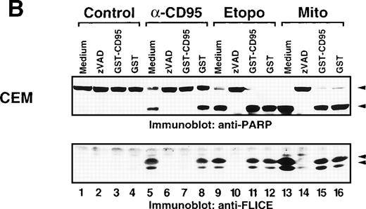 Fig. 7. Inhibition of CD95 signaling with GST-CD95 does not inhibit antitumor drug-mediated cleavage of caspase-8 and PARP. (A) Jurkat, Jurkat-R cells (1 × 106) or (B) CEM cells were pretreated with medium, zVAD-fmk (100 μmol/L), GST-CD95 (100 μg/mL), or GST (100 μg/mL) for 1 hour, and then stimulated with anti-CD95 (20 ng/mL; 3 hours), etoposide (Etopo; 25 μg/mL; 6 hours) and mitomycin C (Mito; 25 μg/mL; 6 hours) or medium (6 hours). Cellular proteins were immunoblotted with (A and B) anti-caspase-8 or (B) anti-PARP as described in Fig 5A. The immunoblots indicate the cleaved intermediate fragments (◂) of caspase-8a and caspase-8b. The anti-PARP immunoblot shows the uncleaved p116 and the cleaved p89 form of PARP (◂).