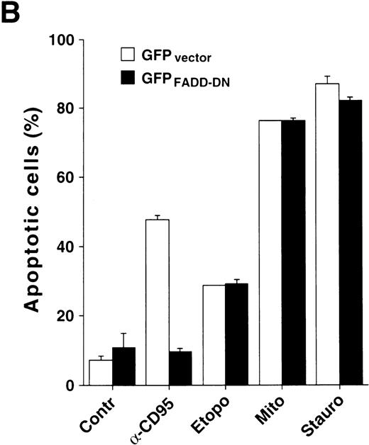 Fig. 8. Drug-induced apoptosis and activation of caspase-8 is independent of FADD signaling. (A and B) HeLa cells (4 × 104) stably expressing a GFP-tagged dominant-negative mutant of FADD (GFPFADD-DN) or the GFP-tagged vector alone (GFPvector) were treated with anti-CD95 (1 μg/mL), staurosporine (2.5 μmol/L), etoposide (25 μg/mL), mitomycin C (25 μg/mL) or left untreated. (A) After 24 hours, HeLa-FADD-DN cells were analyzed for the induction of apoptosis under a fluorescent microscope. (B) Subsequently, HeLa-FADD-DN and HeLa-vector cells were lysed in a hypotonic buffer, and the number of hypodiploid apoptotic nuclei was determined in a flow cytometer. Mean values of ± SD from triplicate experiments are shown. (C) HeLa-FADD-DN (1.5 × 106) or HeLa-vector cells were incubated with medium, anti-CD95 (1 μg/mL), staurosporine (2.5 μmol/L) or mitomycin C (25 μg/mL) for the indicated time. Cellular proteins were immunoblotted with anti-caspase-8 as described in Fig 5A. The intermediate cleavage forms (p43 and p41) of caspase-8a and caspase-8b are shown.