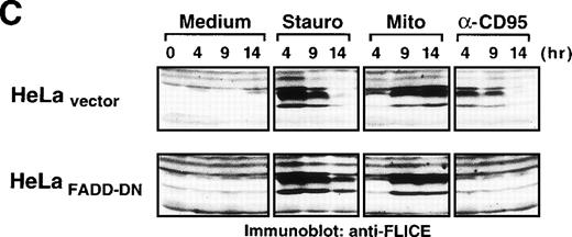 Fig. 8. Drug-induced apoptosis and activation of caspase-8 is independent of FADD signaling. (A and B) HeLa cells (4 × 104) stably expressing a GFP-tagged dominant-negative mutant of FADD (GFPFADD-DN) or the GFP-tagged vector alone (GFPvector) were treated with anti-CD95 (1 μg/mL), staurosporine (2.5 μmol/L), etoposide (25 μg/mL), mitomycin C (25 μg/mL) or left untreated. (A) After 24 hours, HeLa-FADD-DN cells were analyzed for the induction of apoptosis under a fluorescent microscope. (B) Subsequently, HeLa-FADD-DN and HeLa-vector cells were lysed in a hypotonic buffer, and the number of hypodiploid apoptotic nuclei was determined in a flow cytometer. Mean values of ± SD from triplicate experiments are shown. (C) HeLa-FADD-DN (1.5 × 106) or HeLa-vector cells were incubated with medium, anti-CD95 (1 μg/mL), staurosporine (2.5 μmol/L) or mitomycin C (25 μg/mL) for the indicated time. Cellular proteins were immunoblotted with anti-caspase-8 as described in Fig 5A. The intermediate cleavage forms (p43 and p41) of caspase-8a and caspase-8b are shown.