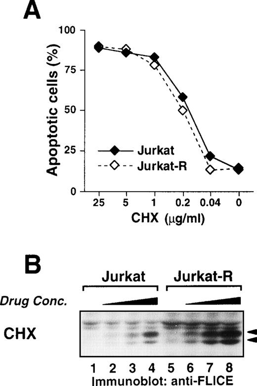 Fig. 9. Inhibition of protein synthesis by cycloheximide induces apoptosis and processing of caspase-8. (A) Jurkat (3 × 104) (⧫) or Jurkat-R cells (◊) were treated with the indicated concentrations of cycloheximide for 24 hours. Assessment of apoptotic nuclei was accomplished by flow cytometry of propidium iodide-stained hypodiploid nuclei. (B) Jurkat or Jurkat-R cells (1 × 106) were incubated with cycloheximide (lanes 4,8: 10 μg/mL; lanes 3,7: 2 μg/mL; lanes 2,6: 0.4 μg/mL; lanes 1,5: diluent control) for 5 hours. Total cell lysates were immunoblotted with anti-caspase-8 antibody as described in Fig 5A. Filled arrowheads (◂) indicate the cleaved intermediate forms of 43 kD and 41 kD of caspase-8a and caspase-8b.