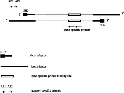 Fig. 1. Long-range amplification on digested and adaptor-ligated DNA. Genomic DNA is digested with restriction enzymes and the blunt ends of DNA fragments are ligated to an excess of adaptors, made of two complementary oligonucleotides, one long and one short. This technique consists of an amplification between a gene-specific primer and a primer annealing in the adaptor sequence previously ligated to the ends of genomic DNA fragments. The adaptor is designed in such a way that its specific primer cannot anneal on the native adaptor, and the target sequence for the adaptor specific primer (AP1) is therefore only created by elongation from the gene-specific primer. The 3′ extremity of the short oligonucleotide is blocked by an amine group, avoiding its elongation by the DNA polymerase. To increase sensitivity and specificity, a nested amplification is performed using a nested adaptor specific primer (AP2) and a nested gene-specific primer.