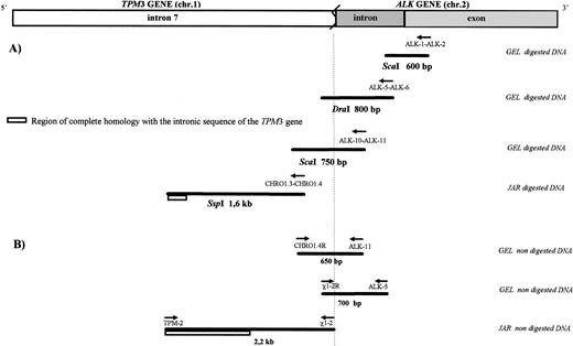 Fig. 2. Long-range amplification on digested and nondigested DNA. (A) The first three steps were performed using a PCR-based technique after adaptor ligation to digested DNA, with an adaptor primer and anALK gene-specific primer, to determine the chromosome 1 gene involved in the (1;2) translocation. By walking on the chromosome from the ALK gene across the breakpoint to this unknown gene, we demonstrated that this chromosomal rearrangement fused the ALKgene on chromosome 2p23 to the TPM3 gene on chromosome 1q25. The 1.6-kb Ssp I fragment was only partially sequenced to yield the first 170 bp of this fragment at the 5′ end, allowing preparation of primers for the next step. This 170-bp sequence showed a complete identity to the sequence of intron 7 of the TPM3 gene. (B) The next three PCR steps were performed on undigested DNA and confirmed that all PCR fragments previously generated were colinear. The longer 2.2-kb PCR fragment obtained on undigested DNA was entirely sequenced and showed 99.9% identity with a 1,146-bp sequence in part of intron 7 of the TPM3 gene deposited in the GenBank database25 (accession no. X79910).