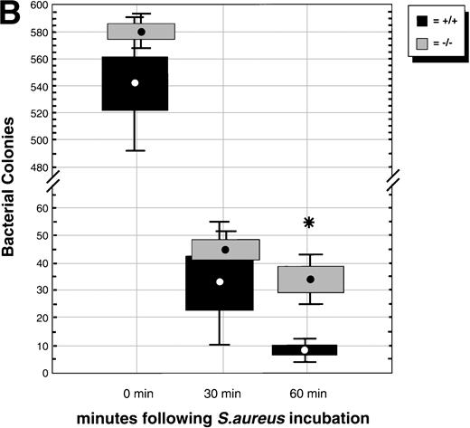 Fig. 1. (A) Phagocytosis activity of peripheral blood neutrophils. Whole blood collected from wild-type and C/EBPɛ-deficient mice was incubated with FITC-labeled, opsonizedE coli at either 0°C or 37°C for 60 minutes, then accessed by flow cytometry. Panel a shows representative histograms of wild-type and C/EBPɛ-deficient neutrophil samples: thin lines, 0°C incubation; thick lines, 37°C incubations. Panel b summarizes results represented graphically by Box and Whisker graph showing standard deviation, standard error, and mean. (▪) Represent wild-type neutrophils, gray boxes represent C/EBPɛ-deficient neutrophils. An asterisk (*) indicates wild-type neutrophil phagocytosis, as determined by geometric mean of fluorescent intensity, is significantly greater than C/EBPɛ-deficient neutrophils (P< .03, Mann Whitney U). (B) Phagocidal activity of peripheral blood neutrophils. Whole blood collected from wild-type and C/EBPɛ-deficient mice was incubated with titered S aureus, followed by treatment with lysostaphin. At represented time points, aliquots were lysed osmotically, samples streaked on TSA plates, and incubated overnight. Results are represented by Box and Whisker graph showing standard deviation, standard error, and mean. (▪) Represent wild-type neutrophils, gray boxes represent C/EBPɛ-deficient neutrophils. An asterisk (*) indicates wild-type neutrophil bacterial killing is significantly greater than C/EBPɛ-deficient neutrophil killing at 60 minutes (P < .02, Mann Whitney U). (C) Granule protein expression in wild-type and C/EBPɛ-deficient bone marrow. Northern blot hybridization of total RNA harvested from bone marrow, resolved by electorphoresis and transferred to Nytran. Blots were hybridized with 32P-–dCTP-labeled granule protein probes. C/EBPɛ-deficient neutrophil RNA (−/−); wild-type (+/+). Equivalent sample loading is shown by 18S bands.