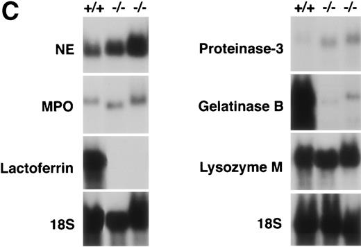 Fig. 1. (A) Phagocytosis activity of peripheral blood neutrophils. Whole blood collected from wild-type and C/EBPɛ-deficient mice was incubated with FITC-labeled, opsonizedE coli at either 0°C or 37°C for 60 minutes, then accessed by flow cytometry. Panel a shows representative histograms of wild-type and C/EBPɛ-deficient neutrophil samples: thin lines, 0°C incubation; thick lines, 37°C incubations. Panel b summarizes results represented graphically by Box and Whisker graph showing standard deviation, standard error, and mean. (▪) Represent wild-type neutrophils, gray boxes represent C/EBPɛ-deficient neutrophils. An asterisk (*) indicates wild-type neutrophil phagocytosis, as determined by geometric mean of fluorescent intensity, is significantly greater than C/EBPɛ-deficient neutrophils (P< .03, Mann Whitney U). (B) Phagocidal activity of peripheral blood neutrophils. Whole blood collected from wild-type and C/EBPɛ-deficient mice was incubated with titered S aureus, followed by treatment with lysostaphin. At represented time points, aliquots were lysed osmotically, samples streaked on TSA plates, and incubated overnight. Results are represented by Box and Whisker graph showing standard deviation, standard error, and mean. (▪) Represent wild-type neutrophils, gray boxes represent C/EBPɛ-deficient neutrophils. An asterisk (*) indicates wild-type neutrophil bacterial killing is significantly greater than C/EBPɛ-deficient neutrophil killing at 60 minutes (P < .02, Mann Whitney U). (C) Granule protein expression in wild-type and C/EBPɛ-deficient bone marrow. Northern blot hybridization of total RNA harvested from bone marrow, resolved by electorphoresis and transferred to Nytran. Blots were hybridized with 32P-–dCTP-labeled granule protein probes. C/EBPɛ-deficient neutrophil RNA (−/−); wild-type (+/+). Equivalent sample loading is shown by 18S bands.