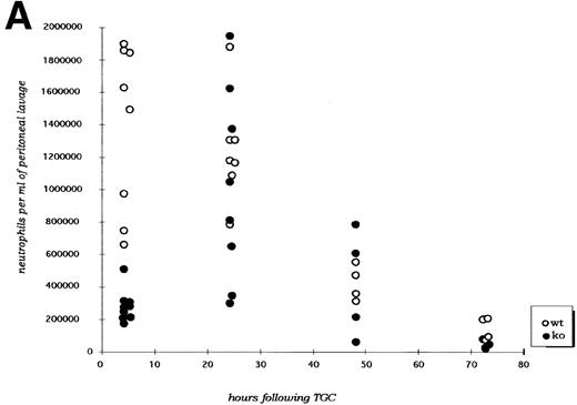Fig. 2. (A) Neutrophil migration into the peritoneal cavity after thioglycollate challenge. At indicated time points after intraperitoneal thioglycollate injection, peritoneal cells were harvested by lavage, counted, and cytospins stained for differential counting. Results are represented graphically, showing the migration of neutrophils into the peritoneal cavity over time after thioglycollate stimulus. (○) Represent wild-type neutrophils; (•) represent C/EBPɛ-deficient neutrophils. An asterisk (*) indicates significantly increased numbers of wild-type neutrophils at 4 hours, compared with C/EBPɛ-deficient neutrophils (P < .001, Mann Whitney U). (B) CD11β expression on peritoneal neutrophils after thioglycollate challenge. Mice received thioglycollate intraperitoneally, and neutrophils were harvested at indicated time points. Cells were doubly stained with Gr-1(FITC) and CD11b(PE) and assessed by flow cytometry. Results are represented graphically, by geometric mean of fluorescent intensity. (○) Represent wild-type neutrophils; (•) represent C/EBPɛ-deficient neutrophils. CD11β staining is significantly decreased on C/EBPɛ-deficient neutrophils compared with wild-type cells (P < .004, Mann Whitney U) at 4 hours. By 24 hours, however, CD11β staining is more intense on C/EBPɛ-deficient cells (P < .004), compared with wild-type. CD11b staining of peripheral blood neutrophils is shown at time = 0. (C) CD11b expression on PMA-stimulated peripheral blood neutrophils. Peripheral blood neutrophils were stimulated with PMA, stained with -Gr-1 (PE) and -CD11b (FITC), and examined by flow cytometry. Results are represented by box and whisker graph, showing mean, standard deviation, and standard error of fluorescent intensity. (▪) Represent wild-type neutrophils, gray boxes represent C/EBPɛ-deficient neutrophils. (D) L-selectin (CD62L) expression on peritoneal neutrophils after thioglycollate challenge. Peritoneal lavage cells were harvested at indicated time points and doubly stained with Gr-1(FITC) and anti-mouse CD62L(PE) and assessed by flow cytometry. Results are represented graphically, by geometric mean of fluorescent intensity. (○) Represents wild-type neutrophils; (•) represents C/EBPɛ-deficient neutrophils. Circles graphed at 0 hours represent data obtained from circulating neutrophils from nonchallenged mice (P < .001, Mann Whitney U). L-selectin staining is significantly increased on C/EBPɛ-deficient neutrophils compared with wild-type cells (P< .04, Mann Whitney U) at 4 hours. By 24 hours, however, L-selectin expression is higher on wild-type neutrophils (P < .02, Mann Whitney U) compared with C/EBPe-deficient neutrophils.