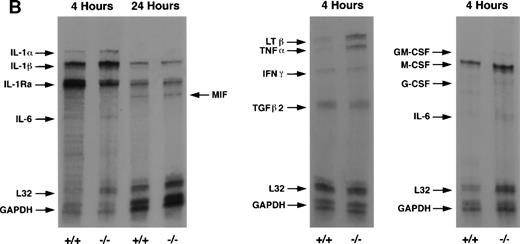 Fig. 3. (A) TNF- expression by peritoneal neutrophils after thioglycollate challenge. Peritoneal lavage cells were incubated with monesin for 5 hours to block transport of proteins from the golgi apparatus, permeabilized, and stained with FITC-labeled Gr-1 and PE-labeled anti-mouse TNF-. Panel a shows box and whisker plot of geometric mean of fluoroscent intensity as determined by flow cytometry. (▪) Represent wild-type neutrophils, gray boxes represent C/EBPɛ-deficient neutrophils. An asterisk (*) indicates TNF- staining is significantly increased in C/EBPɛ-deficient neutrophils at 4 hours compared with wild-type neutrophils (P < .005, Mann Whitney U). Panel b shows representative dot blots of wild-type and C/EBPɛ-deficient neutrophil samples (+/+ wild-type; −/− C/EBPɛ-deficient). (B) Cytokine expression by ribonuclease protection assay in peritoneal neutrophils after thioglycollate challenge. Arrows show indicated cytokine transcripts as determined by size. L32 and GADPH bands represent controls for sample size. C/EBPɛ-deficient neutrophil RNA (−/−); wild-type (+/+). (C) TNF- expression in circulating, unstimulated neutrophils as determined by intracellular cytokine staining. Results are represented graphically by geometric mean of fluorescent intensity: (□), unlabeled neutrophils; (▨), TNF-–labeled neutrophils. Fluorescent intensity of labeled and unlabeled wild-type neutrophils was not statistically different (P = .999). Asterisk shows indicated statistical significance of TNF- labeling of peripheral blood C/EBPɛ-deficient neutrophils (P < .001, Student’s t-test).