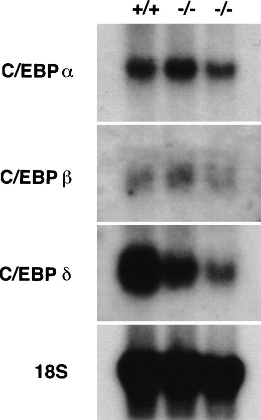 Fig. 5. Expression of other C/EBP family members in C/EBPɛ-deficient neutrophils. RNA harvested from peritoneal lavage cells (4 hours after thioglycollate challenge) was resolved by electrophoresis, transferred to Nytran, and hybridized with C/EBP-specific 32P-–dCTP-labeled probes. C/EBPɛ-deficient neutrophil RNA (−/−); wild-type (+/+).