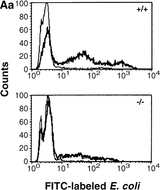 Fig. 1. (A) Phagocytosis activity of peripheral blood neutrophils. Whole blood collected from wild-type and C/EBPɛ-deficient mice was incubated with FITC-labeled, opsonizedE coli at either 0°C or 37°C for 60 minutes, then accessed by flow cytometry. Panel a shows representative histograms of wild-type and C/EBPɛ-deficient neutrophil samples: thin lines, 0°C incubation; thick lines, 37°C incubations. Panel b summarizes results represented graphically by Box and Whisker graph showing standard deviation, standard error, and mean. (▪) Represent wild-type neutrophils, gray boxes represent C/EBPɛ-deficient neutrophils. An asterisk (*) indicates wild-type neutrophil phagocytosis, as determined by geometric mean of fluorescent intensity, is significantly greater than C/EBPɛ-deficient neutrophils (P< .03, Mann Whitney U). (B) Phagocidal activity of peripheral blood neutrophils. Whole blood collected from wild-type and C/EBPɛ-deficient mice was incubated with titered S aureus, followed by treatment with lysostaphin. At represented time points, aliquots were lysed osmotically, samples streaked on TSA plates, and incubated overnight. Results are represented by Box and Whisker graph showing standard deviation, standard error, and mean. (▪) Represent wild-type neutrophils, gray boxes represent C/EBPɛ-deficient neutrophils. An asterisk (*) indicates wild-type neutrophil bacterial killing is significantly greater than C/EBPɛ-deficient neutrophil killing at 60 minutes (P < .02, Mann Whitney U). (C) Granule protein expression in wild-type and C/EBPɛ-deficient bone marrow. Northern blot hybridization of total RNA harvested from bone marrow, resolved by electorphoresis and transferred to Nytran. Blots were hybridized with 32P-–dCTP-labeled granule protein probes. C/EBPɛ-deficient neutrophil RNA (−/−); wild-type (+/+). Equivalent sample loading is shown by 18S bands.