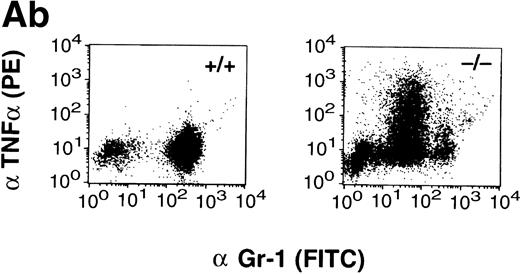 Fig. 3. (A) TNF- expression by peritoneal neutrophils after thioglycollate challenge. Peritoneal lavage cells were incubated with monesin for 5 hours to block transport of proteins from the golgi apparatus, permeabilized, and stained with FITC-labeled Gr-1 and PE-labeled anti-mouse TNF-. Panel a shows box and whisker plot of geometric mean of fluoroscent intensity as determined by flow cytometry. (▪) Represent wild-type neutrophils, gray boxes represent C/EBPɛ-deficient neutrophils. An asterisk (*) indicates TNF- staining is significantly increased in C/EBPɛ-deficient neutrophils at 4 hours compared with wild-type neutrophils (P < .005, Mann Whitney U). Panel b shows representative dot blots of wild-type and C/EBPɛ-deficient neutrophil samples (+/+ wild-type; −/− C/EBPɛ-deficient). (B) Cytokine expression by ribonuclease protection assay in peritoneal neutrophils after thioglycollate challenge. Arrows show indicated cytokine transcripts as determined by size. L32 and GADPH bands represent controls for sample size. C/EBPɛ-deficient neutrophil RNA (−/−); wild-type (+/+). (C) TNF- expression in circulating, unstimulated neutrophils as determined by intracellular cytokine staining. Results are represented graphically by geometric mean of fluorescent intensity: (□), unlabeled neutrophils; (▨), TNF-–labeled neutrophils. Fluorescent intensity of labeled and unlabeled wild-type neutrophils was not statistically different (P = .999). Asterisk shows indicated statistical significance of TNF- labeling of peripheral blood C/EBPɛ-deficient neutrophils (P < .001, Student’s t-test).