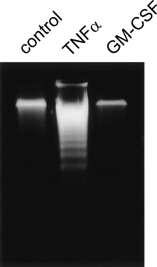 Fig. 4. Apoptosis of PMN measured by internucleosomal DNA degradation. Agarose gel of low-molecular-weight DNA of PMN stimulated for 6 hours with 300 U/mL TNF-, 300 U/mL GM-CSF, or left untreated (control), respectively. Results are representative of three independent experiments.