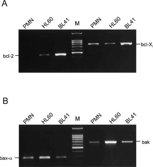 Fig. 5. Analysis of mRNA expression of members of the bcl-2 family. Total RNA of PMN freshly isolated from the circulation, HL-60, or BL41 cells for positive control, respectively, was subjected to RT-PCR using primers specific for bcl-2 or bcl-X (A), as well as for bax- or bak (B). PCR products on a 1.5% agarose gel are shown. Results are representative of three independent experiments.