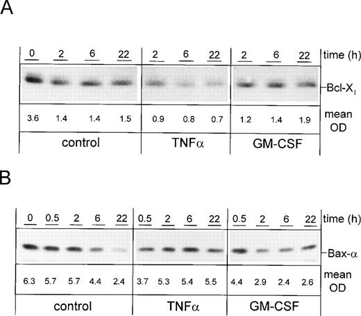 Fig. 6. Differential expression of Bcl-Xl and Bax- upon induction or prevention of apoptosis by cytokines. PMN were stimulated for indicated times with 300 U/mL TNF-, 300 U/mL GM-CSF, or left untreated (control), respectively. Whole-cell lysates were subjected to SDS-PAGE and Western blot was performed using the anti–Bcl-X (A) or anti–Bax- Abs and a peroxidase-conjugated secondary antibody (B). Numbers indicate mean OD of each lane obtained from three representative and independent experiments. Bak was present in BL41 cells but not detectable in PMN at any time point (data not shown).