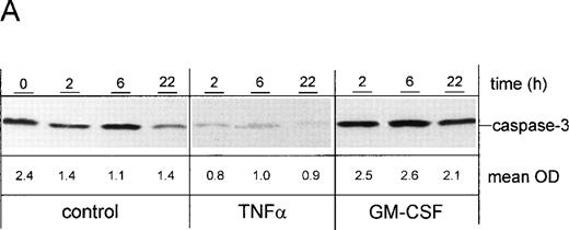 Fig. 8. Effect of cytokines on caspase-3 activation. PMN were stimulated for indicated times with 300 U/mL TNF-, 300 U/mL GM-CSF, or left untreated (control), respectively. (A) After stimulation for indicated times, whole-cell lysates were subjected to SDS-PAGE and Western blot was performed using the anti-caspase-3 Ab and a peroxidase-conjugated secondary antibody. Numbers indicate mean OD of each lane obtained from three representative and independent experiments. (B) Caspase-3 activity was measured in whole-cell lysates obtained from PMN, which were treated for 1 hour at 37°C with 200 μmol/L of the caspase-3 inhibitor Z-DEVD-FMK or left untreated (vehicle) before stimulation for 2 hours as indicated. Caspase-3 activity is shown as mean fluorescence intensity ± SD obtained from three independent experiments. *P < .05; #P < .05 versus unstimulated control; n.s., not significant.