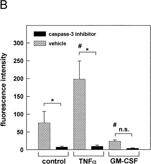Fig. 8. Effect of cytokines on caspase-3 activation. PMN were stimulated for indicated times with 300 U/mL TNF-, 300 U/mL GM-CSF, or left untreated (control), respectively. (A) After stimulation for indicated times, whole-cell lysates were subjected to SDS-PAGE and Western blot was performed using the anti-caspase-3 Ab and a peroxidase-conjugated secondary antibody. Numbers indicate mean OD of each lane obtained from three representative and independent experiments. (B) Caspase-3 activity was measured in whole-cell lysates obtained from PMN, which were treated for 1 hour at 37°C with 200 μmol/L of the caspase-3 inhibitor Z-DEVD-FMK or left untreated (vehicle) before stimulation for 2 hours as indicated. Caspase-3 activity is shown as mean fluorescence intensity ± SD obtained from three independent experiments. *P < .05; #P < .05 versus unstimulated control; n.s., not significant.