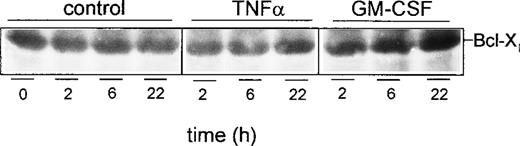 Fig. 9. Effect of caspase-3 inhibition on expression of Bcl-Xl. PMN were treated for 1 hour at 37°C with 200 μmol/L of the caspase-3 inhibitor Z-DEVD-FMK before stimulation for indicated times with 300 U/mL TNF-, 300 U/mL GM-CSF, or left untreated (control), respectively. Whole-cell lysates were subjected to SDS-PAGE and Western blot was performed using the anti–Bcl-X Ab and a peroxidase-conjugated secondary antibody. Results are representative of three independent experiments.