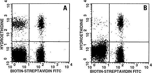 Fig. 1. Representative two-parameter dot plot of P falciparum–infected unbiotinylated red blood cells (RBCs) and biotinylated RBCs stained with biotin (x-axis) and hydroethidine (y-axis). (A) Unbiotinylated normal RBCs and biotinylated normal control RBCs; (B) unbiotinylated thalassemia RBCs and biotinylated normal control RBCs. Upper left quadrant shows unbiotinylated RBCs with stained parasite DNA, upper right quadrant shows double staining of both biotinylated RBCs and parasite DNA. Lower left quadrant represents noninfected unbiotinylated RBCs and lower right quadrant shows noninfected biotinylated RBCs. Percent parasitemia in unbiotinylated and biotinylated normal control RBCs are 17.3 and 17.9, respectively (A); percent parasitemia in unbiotinylated thalassemic RBCs and biotinylated normal control RBCs are 1 and 17.7, respectively (B).