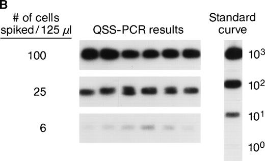 Fig. 1. (A) Representative results of sensitivity of QAS-PCR detection of male donor WBCs in enriched subpopulations from spiked female blood. Four different male donor blood samples with known leukocyte concentrations were diluted fourfold, and serial dilutions were spiked into four different female recipient whole blood samples. For the assay of CD4+ cells, three different levels of male CD4+ cells (32, 8, and 2) were spiked into female blood, and for CD8+ cells, 27, 5, or 1 male CD8+ cells were spiked. For the CD15+ cell assay, 30, 6, or 1 male CD15+ cells were spiked, and for the CD19+ cell assay, samples containing 60, 12, or 2 male CD19+ cells were created. Each dilution was then processed through the assay protocol. (B) Representative results of QAS-PCR reproducibility (6×) for male donor CD4+ cells spiked into female whole blood.