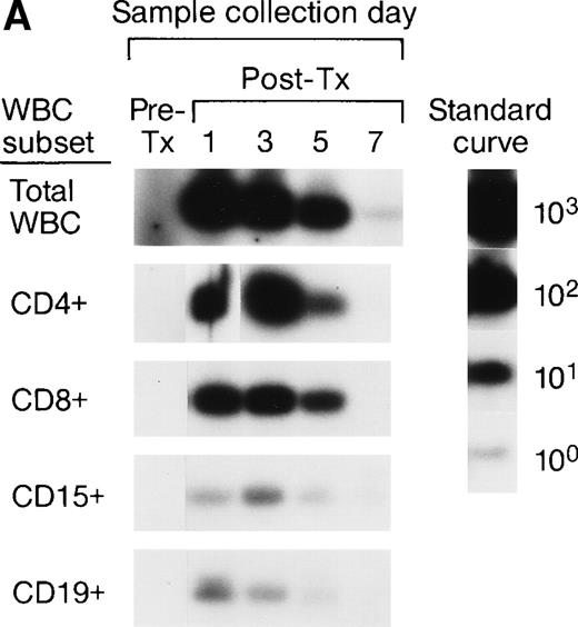 Fig. 2. Representative QAS-PCR results of short-term survival kinetics of male donor leukocyte subsets in female transfusion recipients 1 and 2 (A and B). The pre- (pre-tx) and post-tx (post-tx) serial frozen whole-blood samples collected from female recipients were subjected to the enrichment of leukocyte subpopulations including CD4, CD8, CD15, and CD19 cells, followed by amplification and quantitation using Y-chromosome–specific primers.