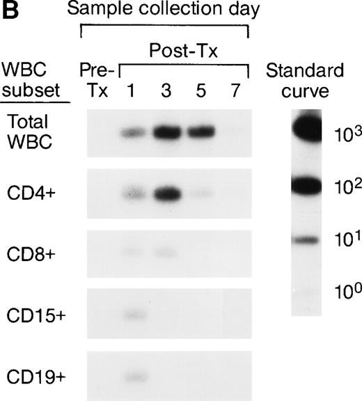 Fig. 2. Representative QAS-PCR results of short-term survival kinetics of male donor leukocyte subsets in female transfusion recipients 1 and 2 (A and B). The pre- (pre-tx) and post-tx (post-tx) serial frozen whole-blood samples collected from female recipients were subjected to the enrichment of leukocyte subpopulations including CD4, CD8, CD15, and CD19 cells, followed by amplification and quantitation using Y-chromosome–specific primers.