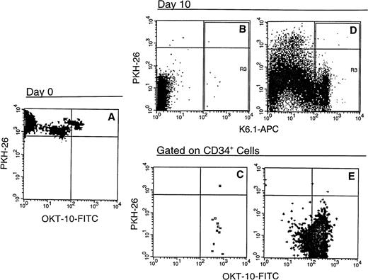 Fig. 3. Phenotype of baboon CD34+ bone marrow cells after 10 days in allogeneic stromal and PMVEC coculture. Immunomagnetically selected CD34+ baboon marrow cells (A) were labeled with the lipophilic dye PKH-26 and placed onto preestablished allogeneic baboon marrow stromal cell (B and C) or PMVEC (D and E) monolayers as described in Fig 2. After 10 days of culture in the presence of exogenous human SCF, IL-3, IL-6, and GM-CSF, the cells were harvested and stained with the MoAbs K6.1 and OKT-10, which recognize the baboon CD34 and CD38 antigens, respectively, and secondarily labeled with APC (K6.1) and FITC (OKT-10). After first gating on forward and side scatter and propidium iodide exclusion to consider only live, nucleated cells, events positive for K6.1 (R3, top row) were gated for OKT-10 versus PKH-26 analysis (bottom row). The horizontal cursors define the PKH fluorescence of the freshly isolated and labeled cells; events subsequently below this line have undergone cell division. Machine settings were calibrated using reference microbeads to assure consistency of PKH-26 measurement. The vertical cursors delineate positive K6.1-APC (B and D) and OKT-10-FITC (C and E) fluorescence based on both negative controls consisting of isotype-matched irrelevant antibody secondarily labeled with APC or FITC and positive fluorescence of reference beads; events to the right of these cursors are positive. The data shown represent one of three baboon marrows tested.